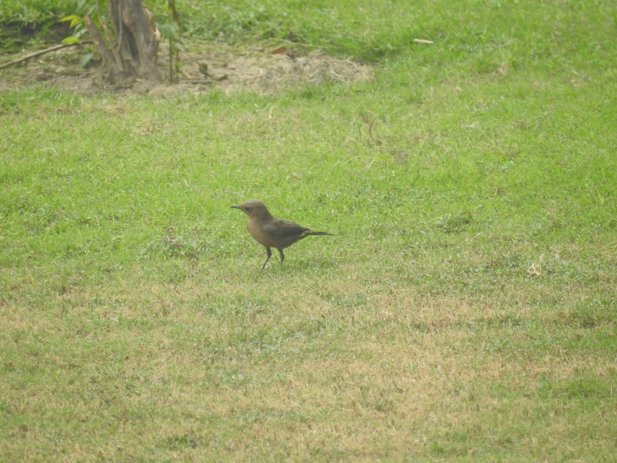 Brown Rock Chat - ML434322451