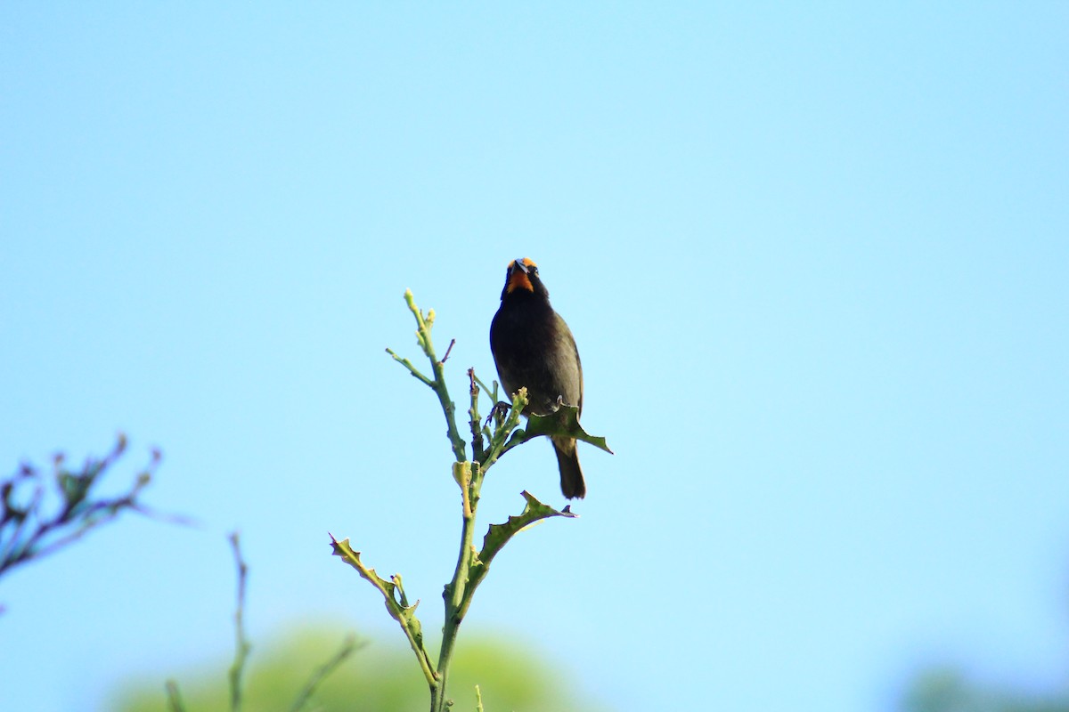 Yellow-faced Grassquit - ML434323191