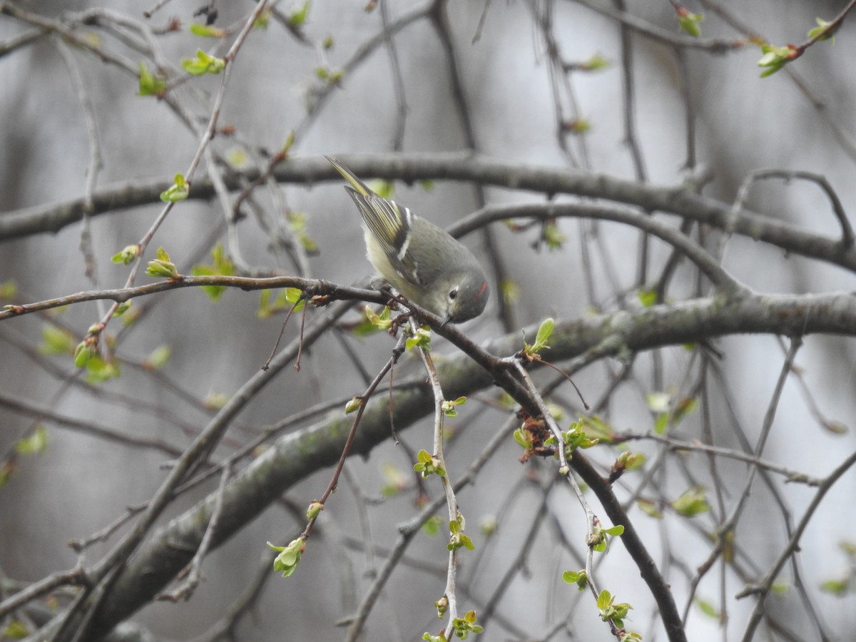 Ruby-crowned Kinglet - ML434325071