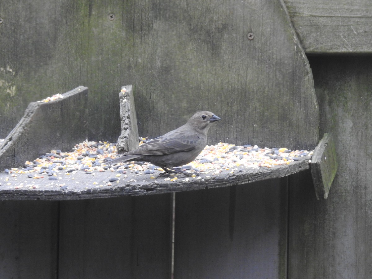 Brown-headed Cowbird - ML434325291