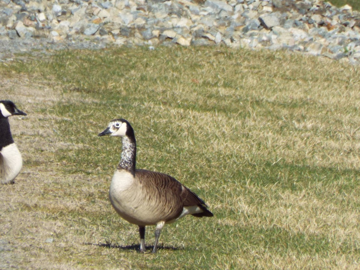 Canada Goose - don pierce