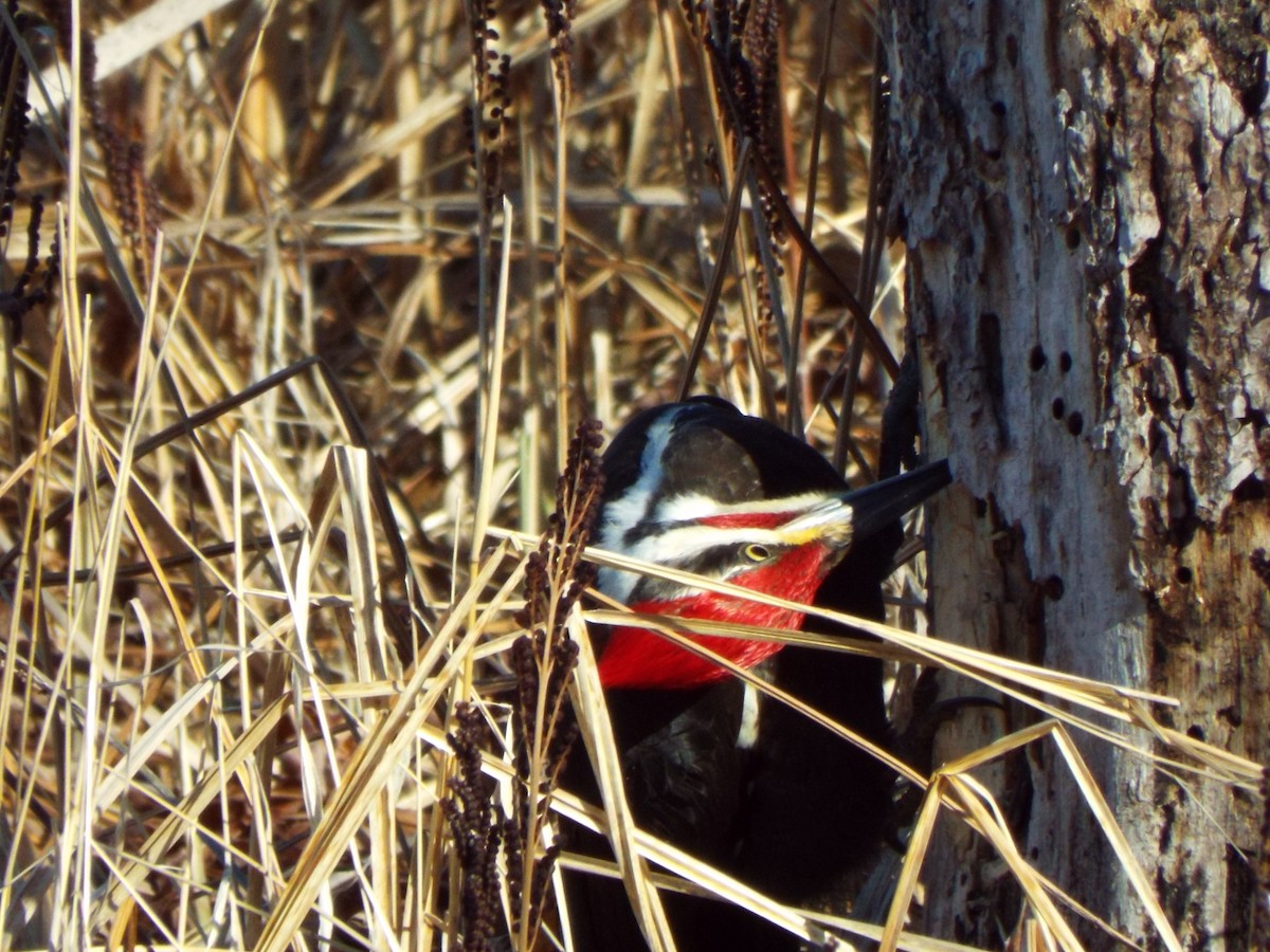 Pileated Woodpecker - don pierce