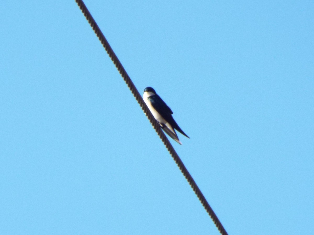 Tree Swallow - don pierce