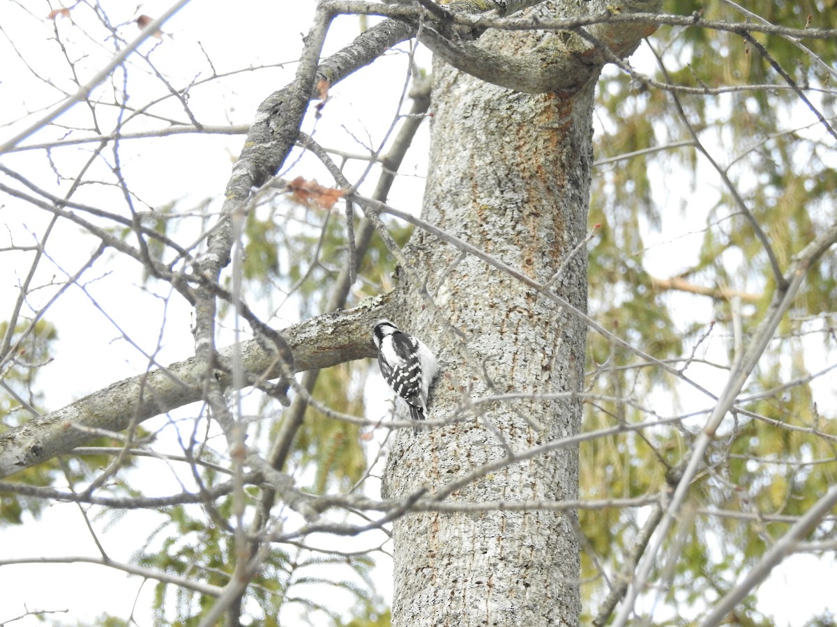 Downy Woodpecker - ML434328781