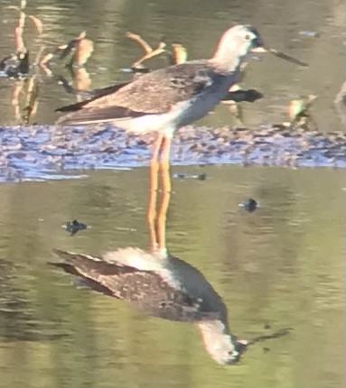 Lesser/Greater Yellowlegs - ML434329921