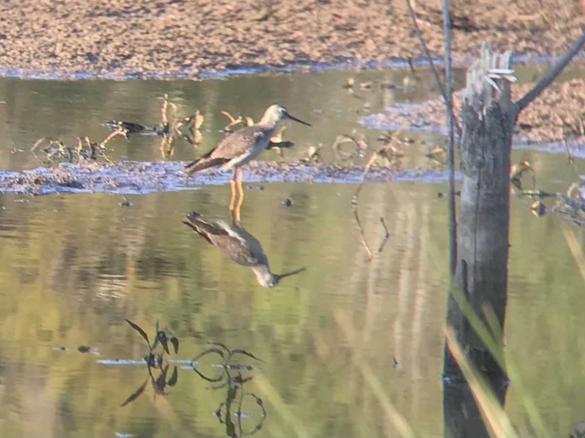 Lesser/Greater Yellowlegs - ML434329961