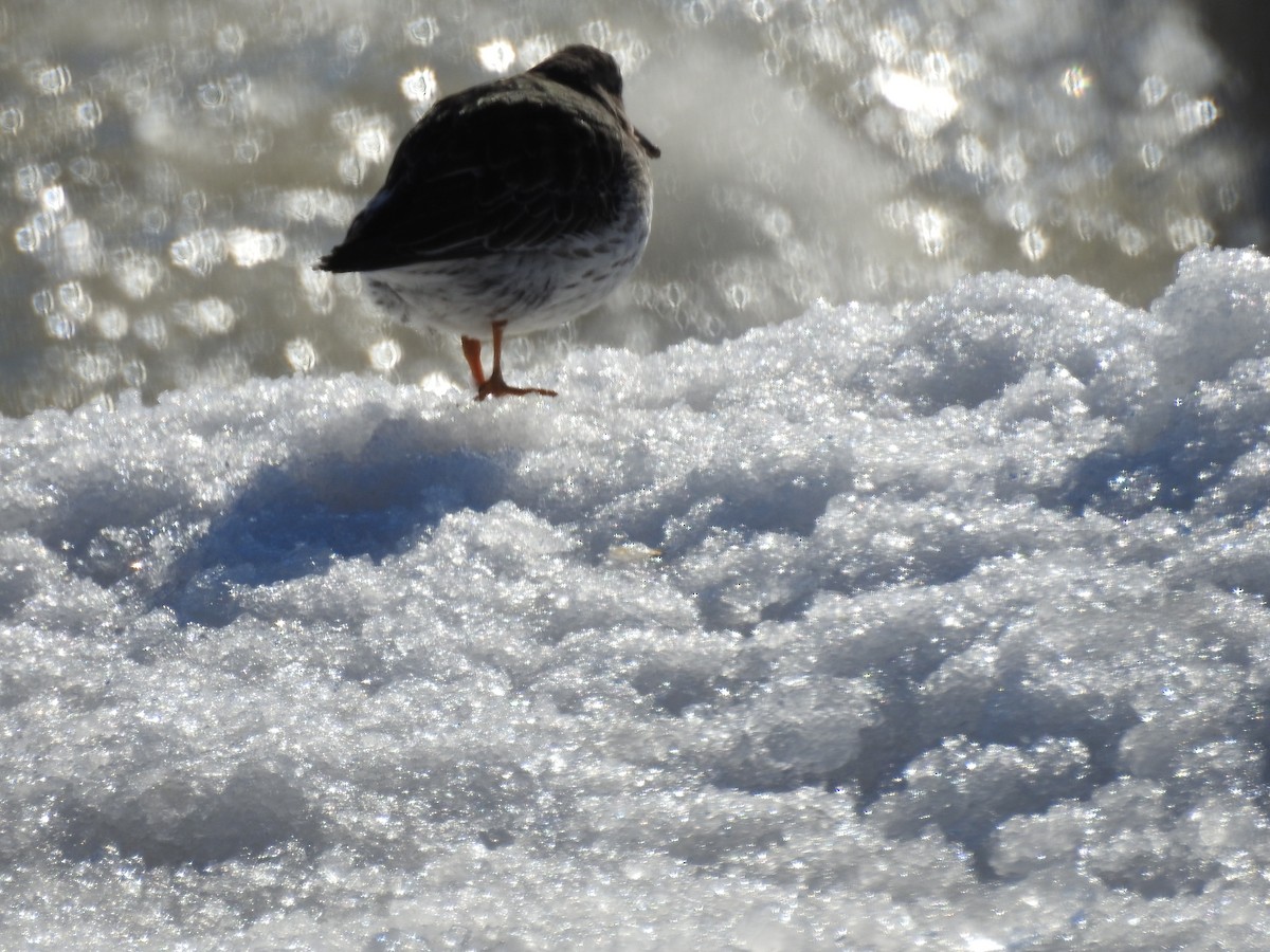 Purple Sandpiper - ML434331651