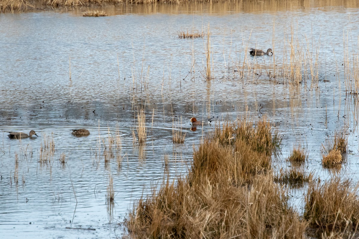 Eurasian Wigeon - ML434335521