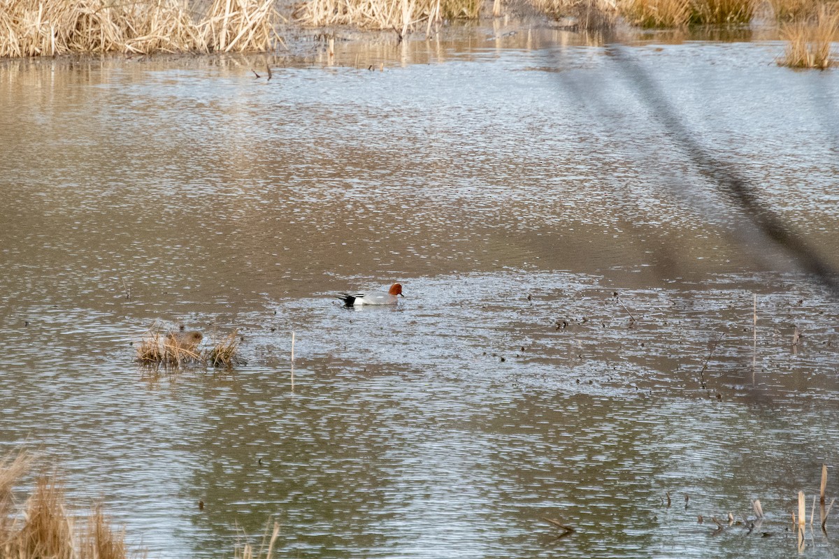 Eurasian Wigeon - ML434335531