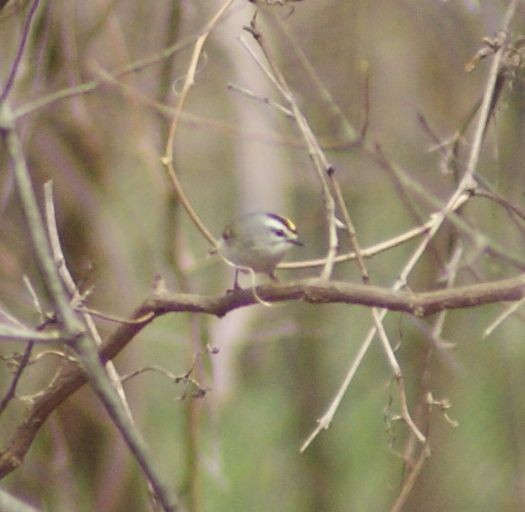 Golden-crowned Kinglet - ML434336851