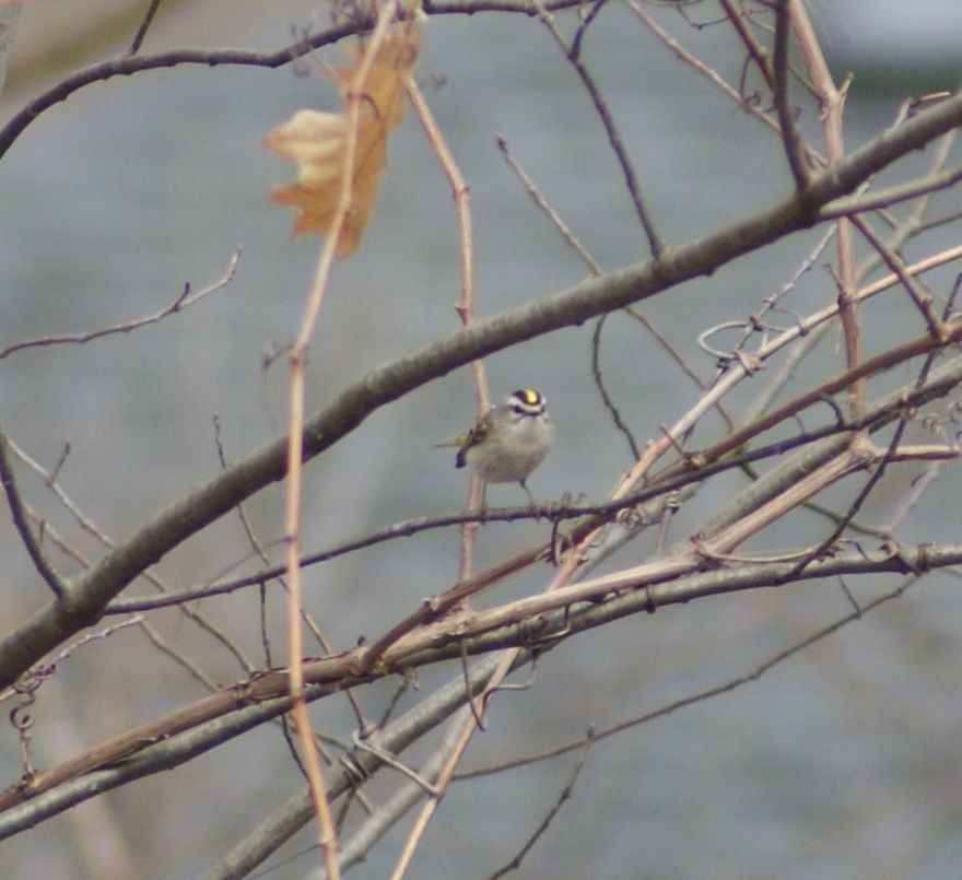 Golden-crowned Kinglet - ML434336861