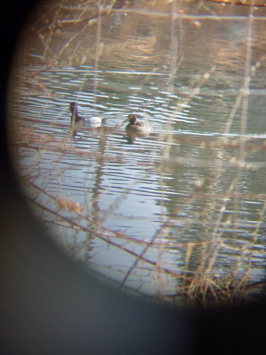 Lesser Scaup - ML434337041