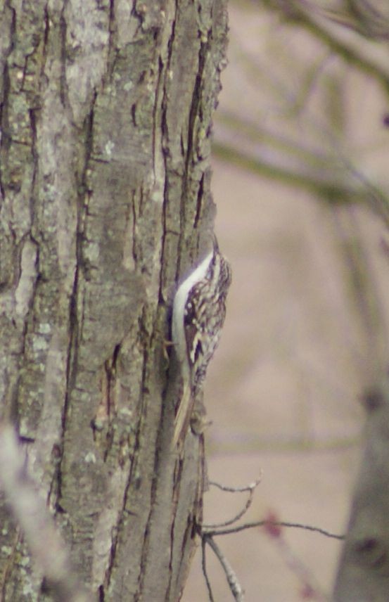 Brown Creeper - ML434337061