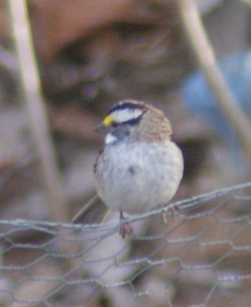 White-throated Sparrow - ML434337191