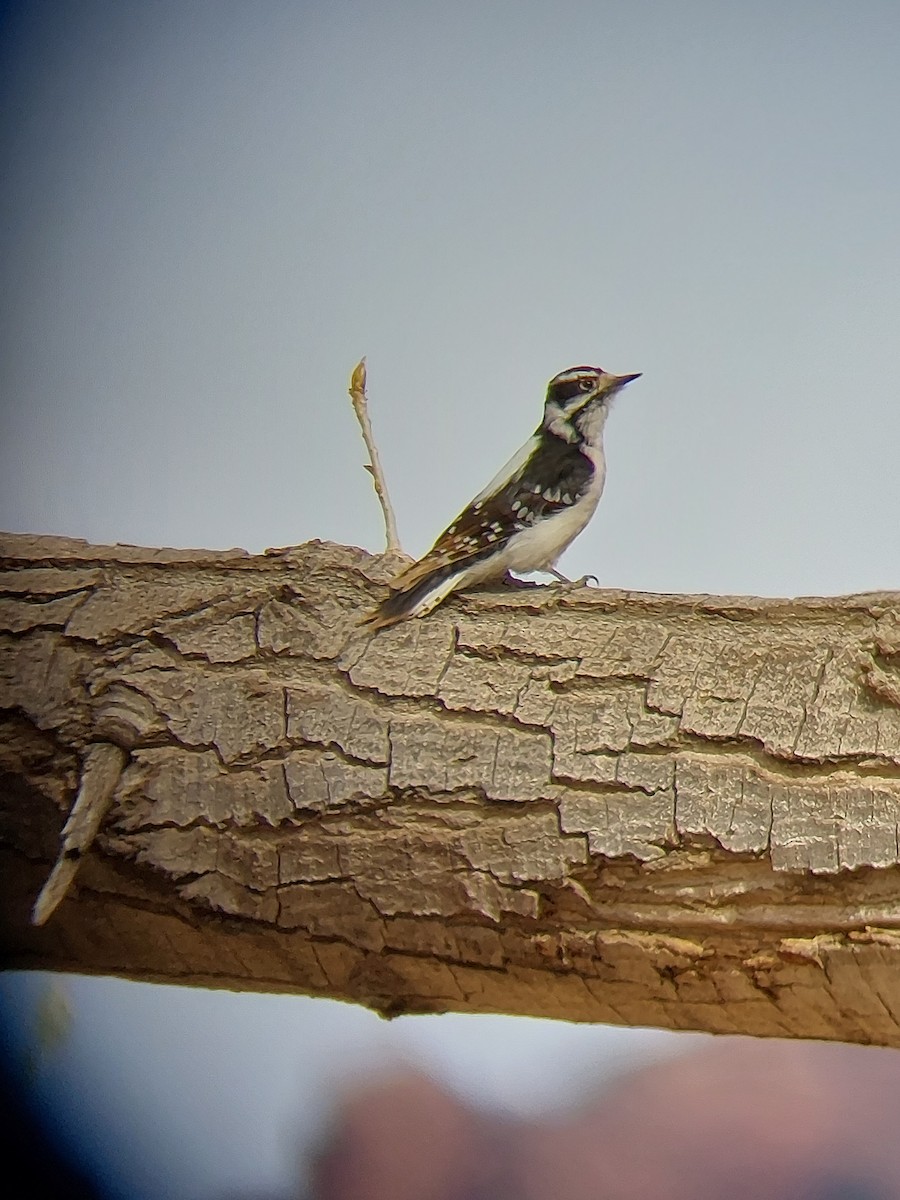 Downy Woodpecker - ML434337321