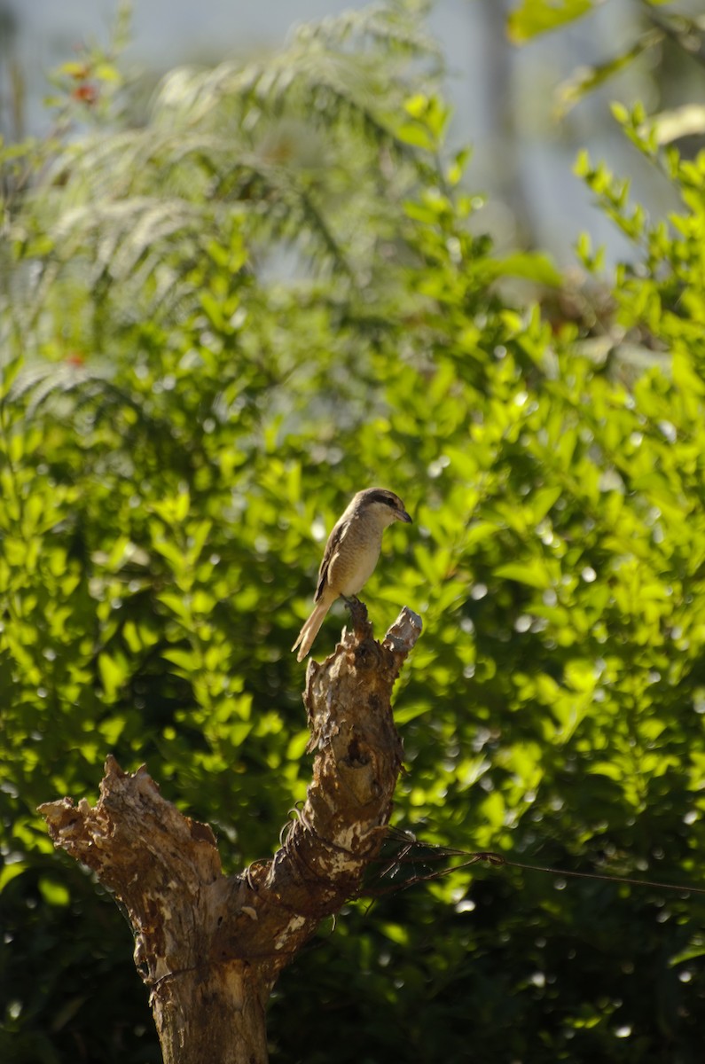 Brown Shrike - Panchapakesan Jeganathan