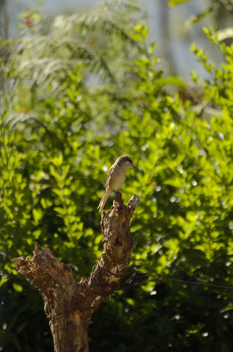 Brown Shrike - ML434337821