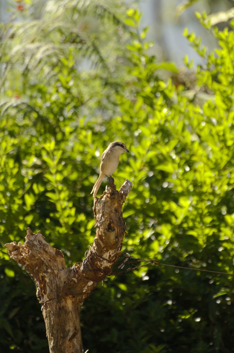 Brown Shrike - Panchapakesan Jeganathan