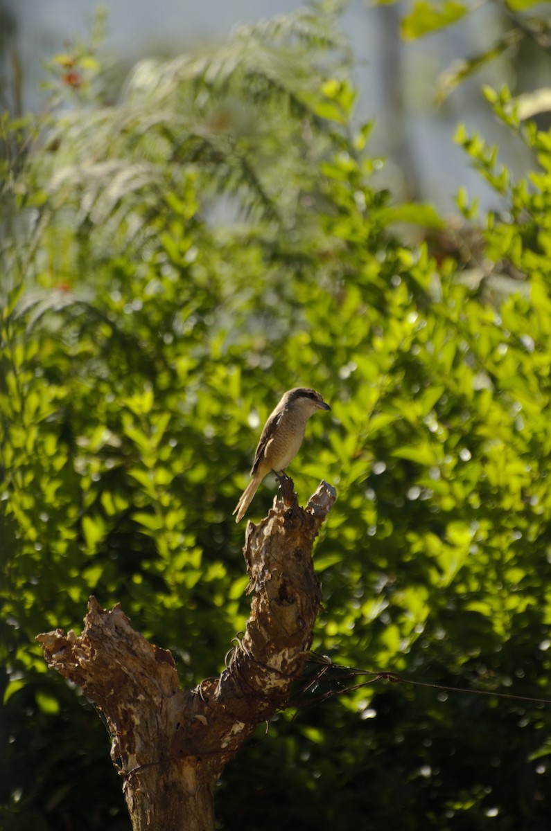 Brown Shrike - ML434337851