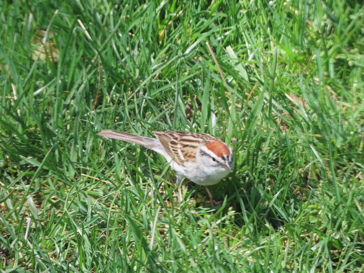 Chipping Sparrow - ML434338231