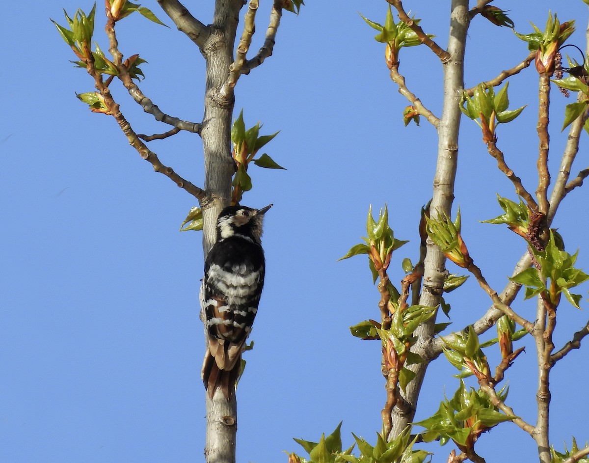 Lesser Spotted Woodpecker - ML434338751