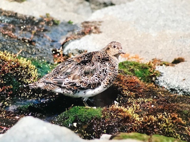 White-bellied Seedsnipe - ML434338771