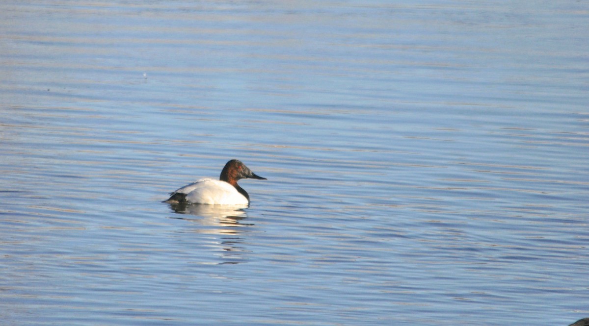 Canvasback - ML434338801