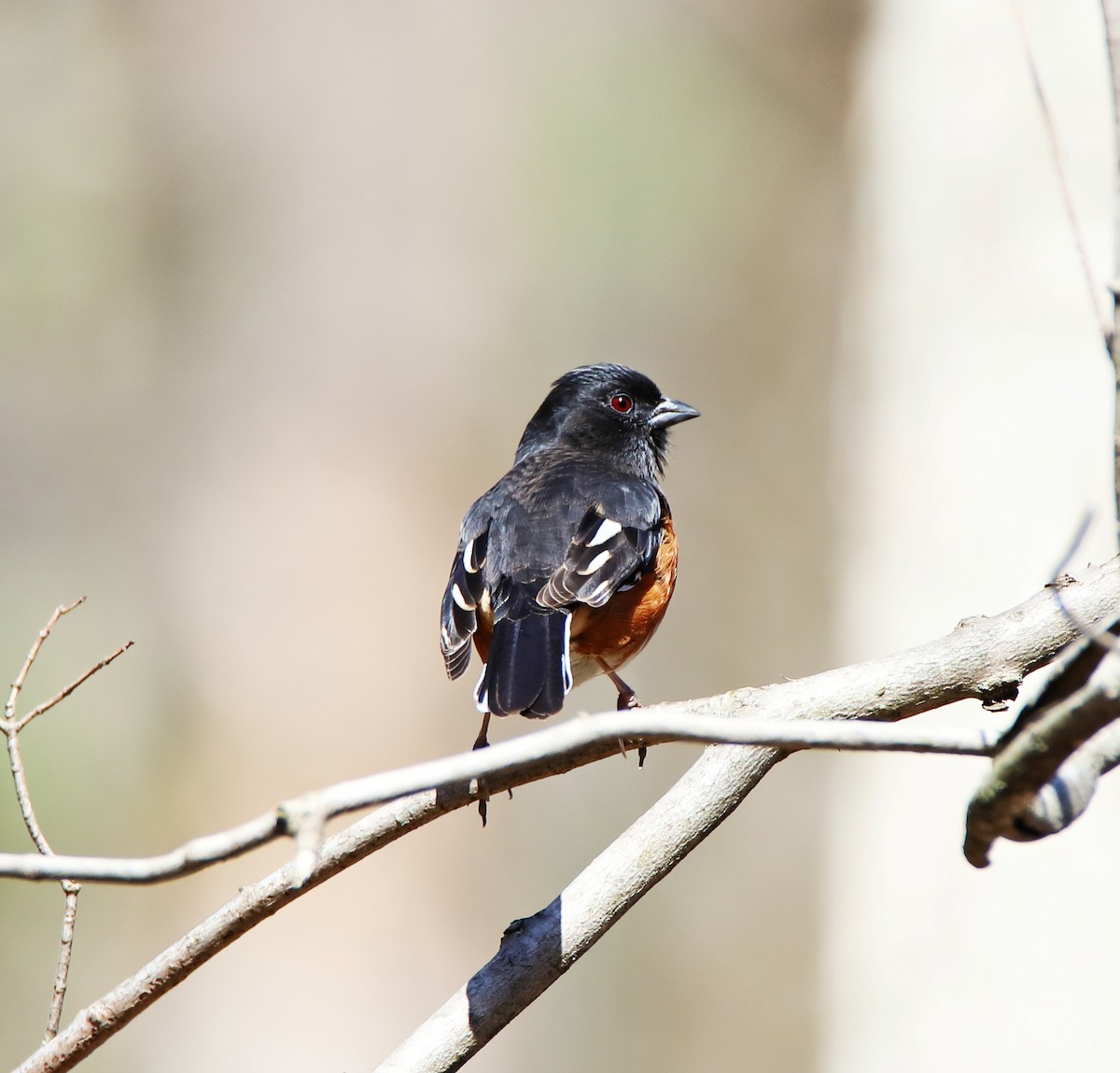 Eastern Towhee - ML434338861