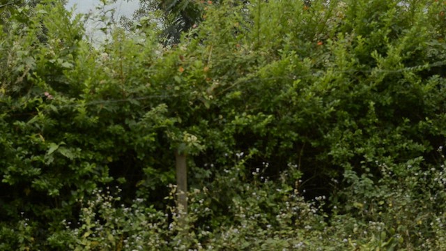 Thick-billed Warbler - ML434339531