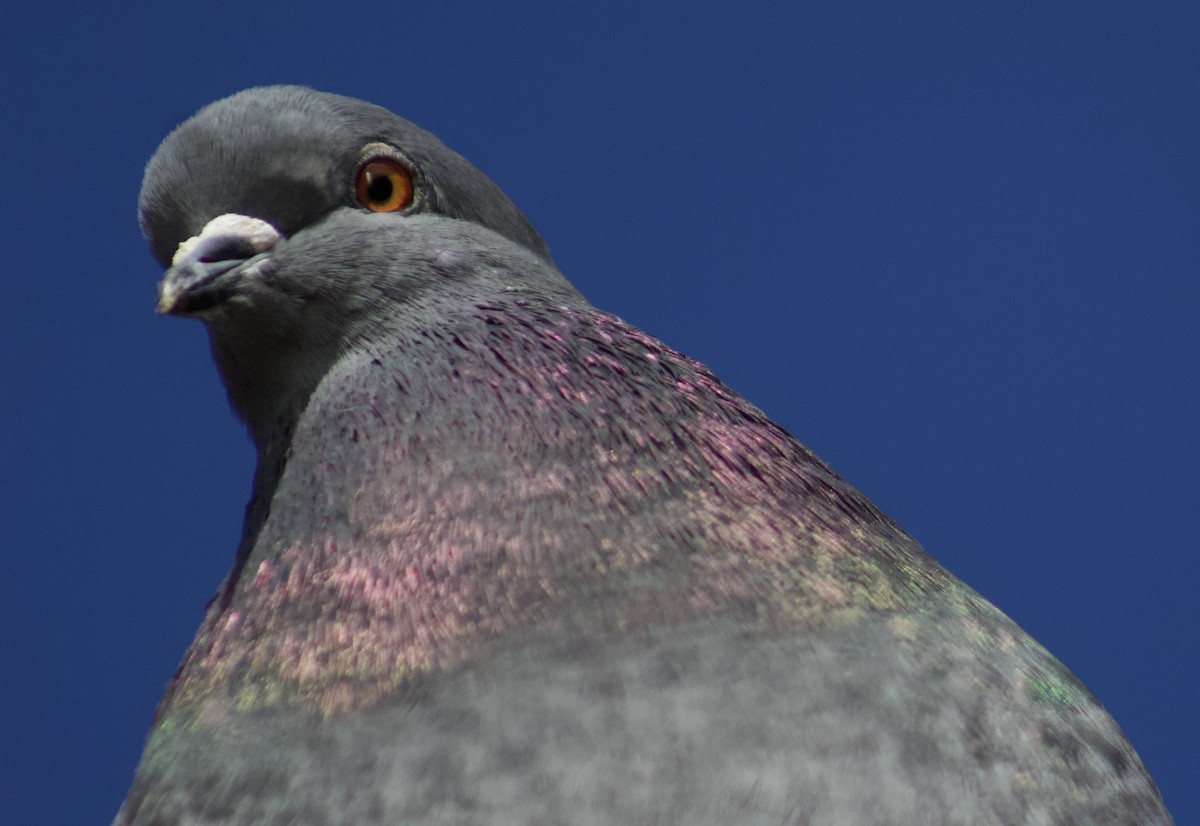 Rock Pigeon (Feral Pigeon) - ML434341091