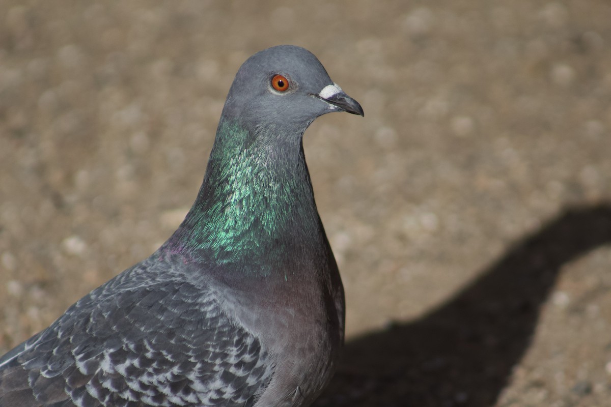 Rock Pigeon (Feral Pigeon) - ML434341101