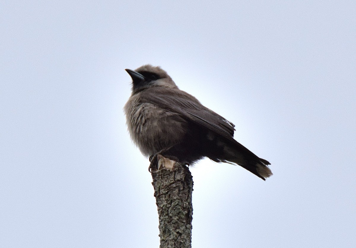 Black-faced Woodswallow - ML43434201