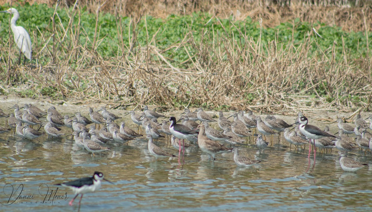 Greater Yellowlegs - ML434342711