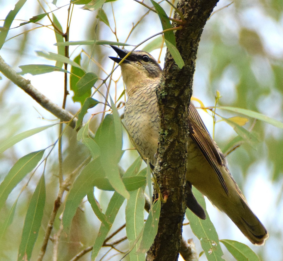 Sahul Cicadabird - ML43434281