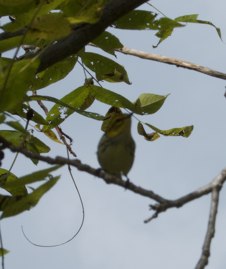 Reinita Dorsiverde - ML434343091