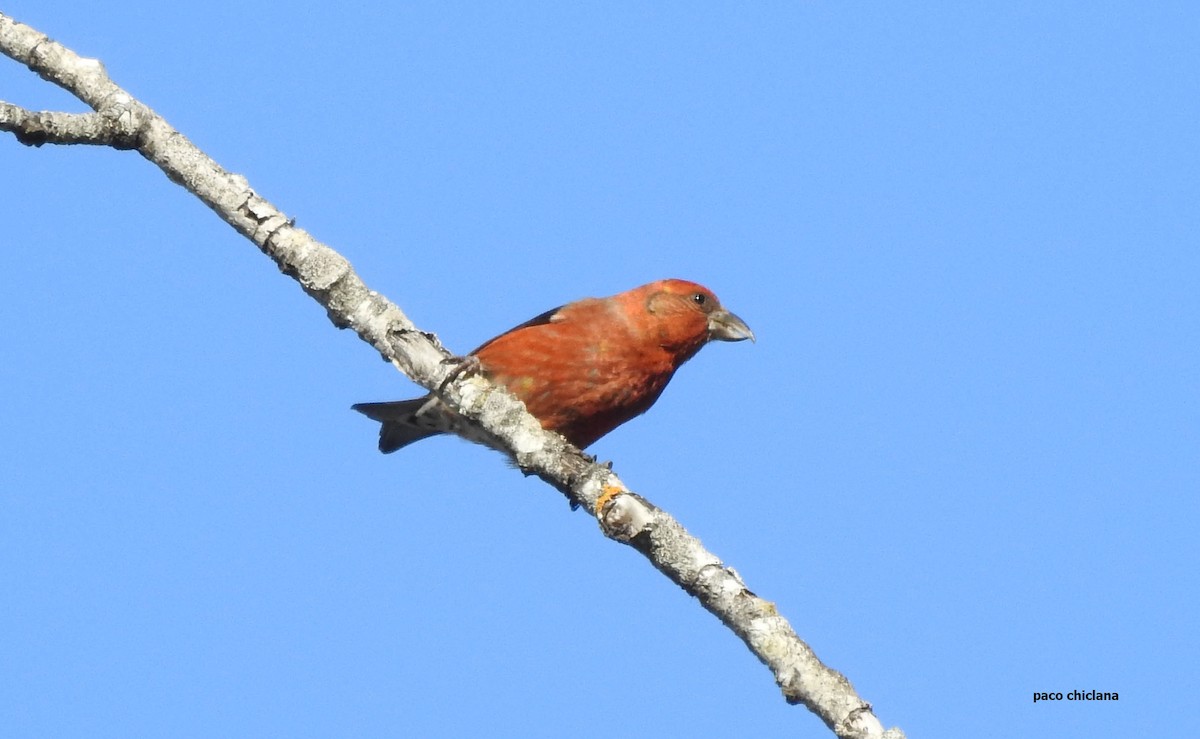 Çaprazgaga - ML434343621