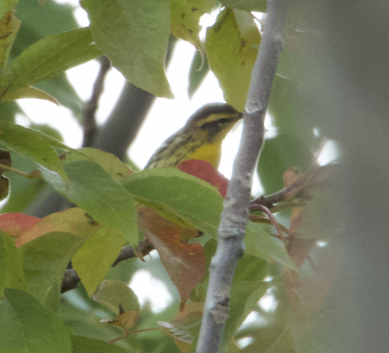 Blackburnian Warbler - Elliott Ress