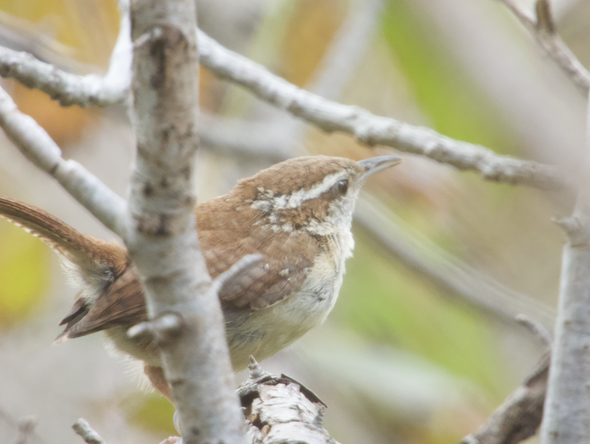 Carolina Wren - ML434344111