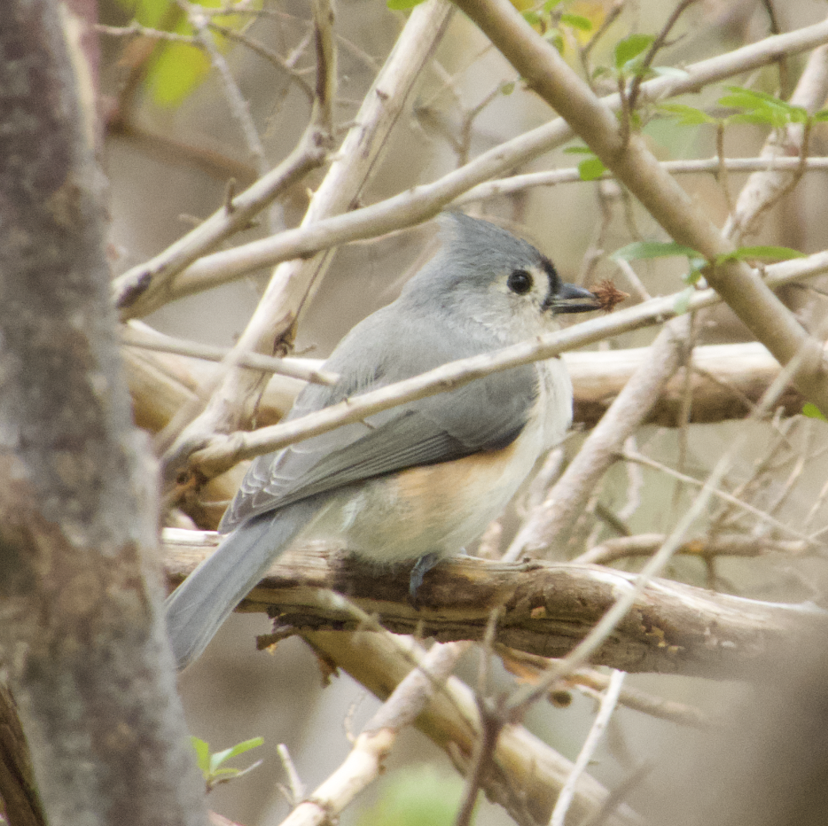 Tufted Titmouse - ML434344281