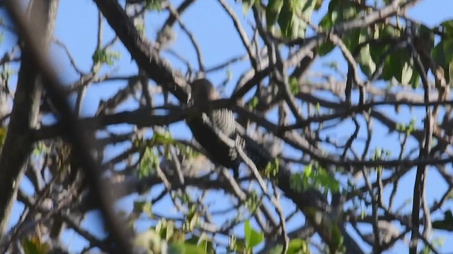 Gila Woodpecker - ML434344451