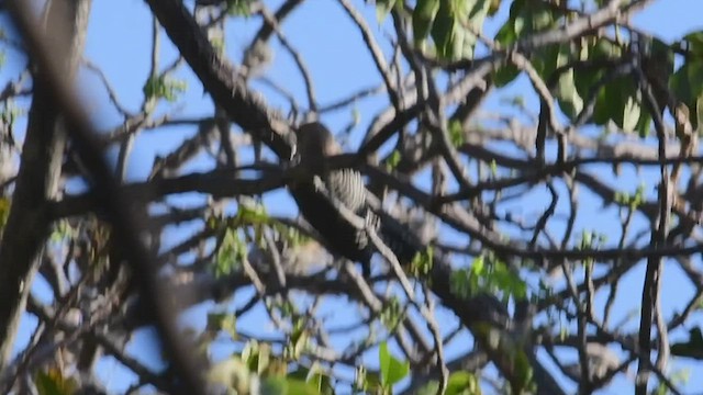 Gila Woodpecker - ML434344451