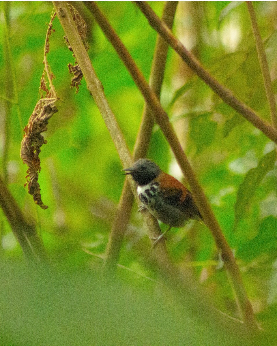 Spotted Antbird - ML434344461
