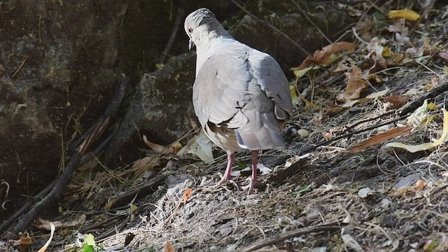 Белолобая голубка - ML434344771