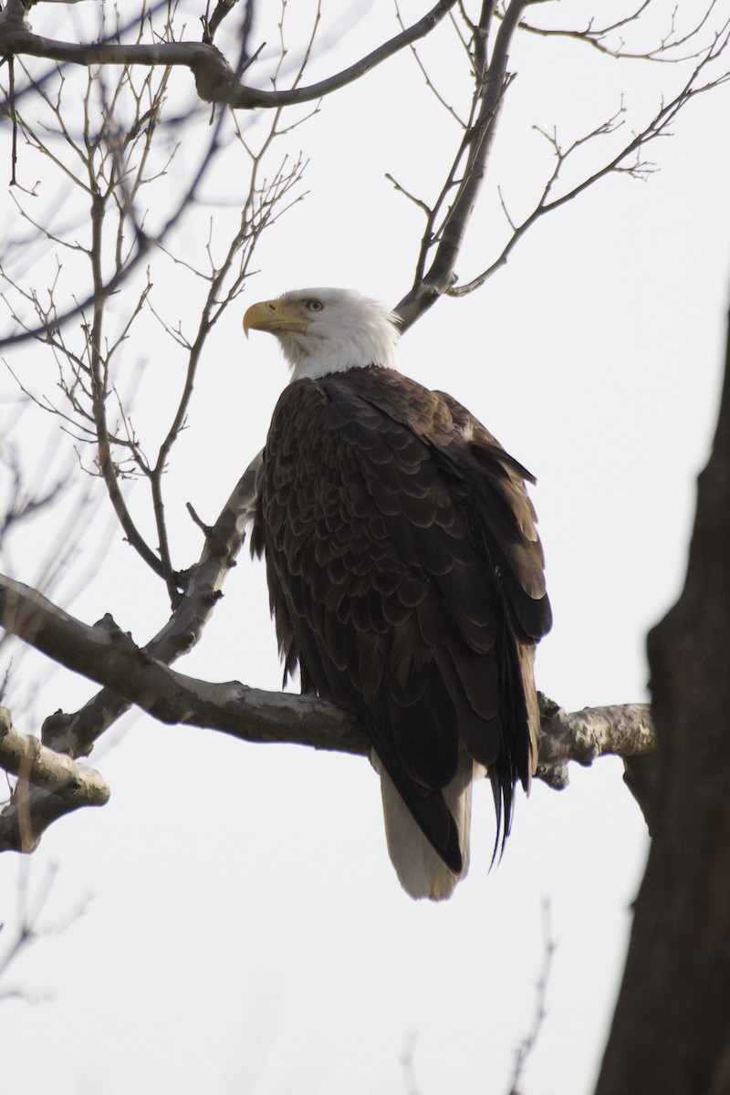 Bald Eagle - ML434345821