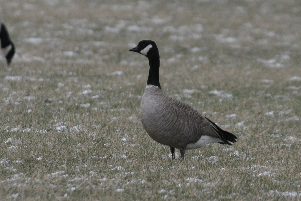 Cackling Goose - ML43434641