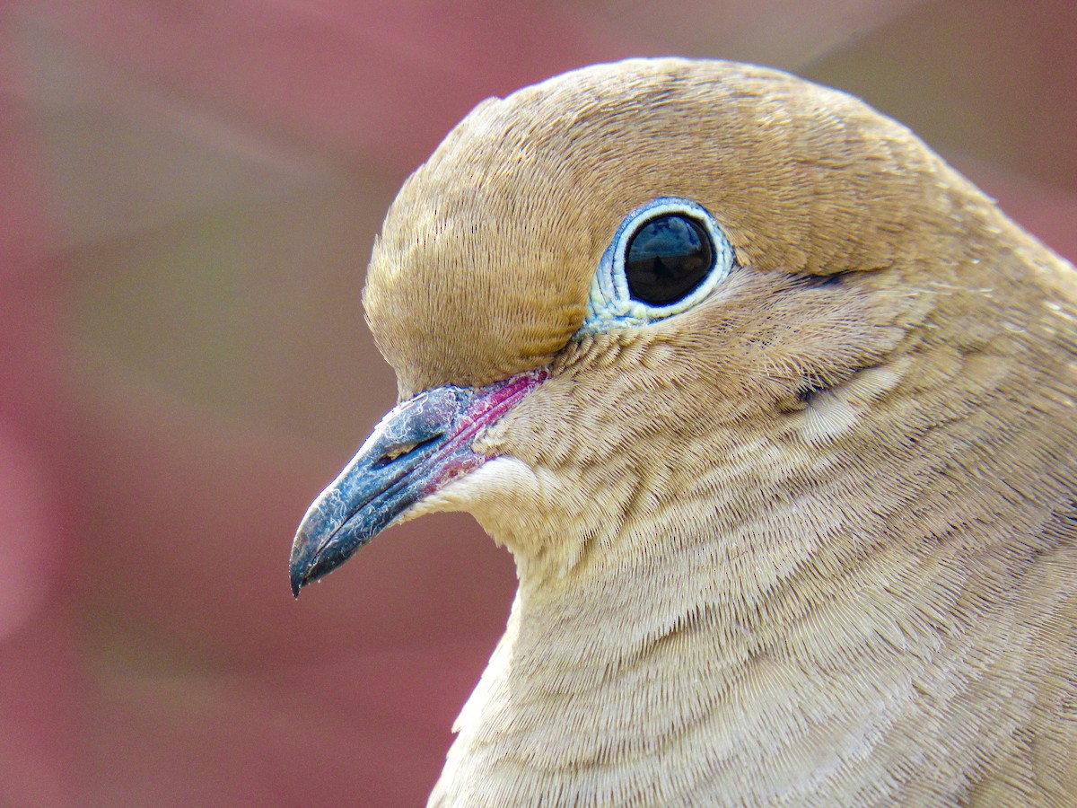 Mourning Dove - ML434346651