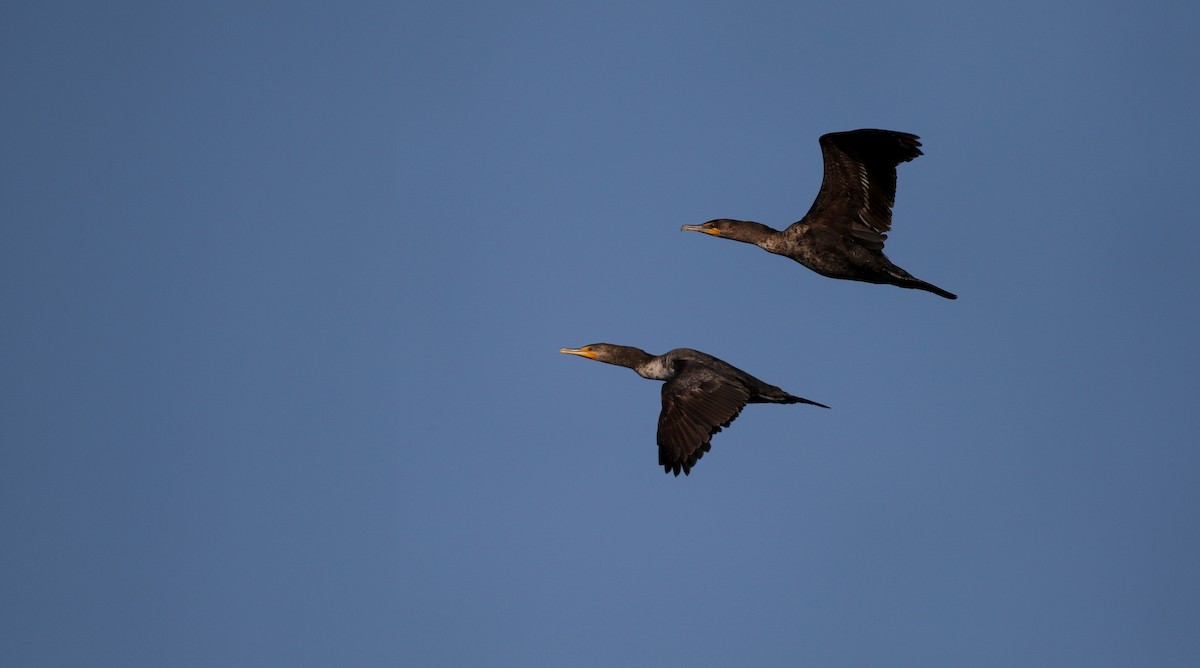 Double-crested Cormorant - ML43434831