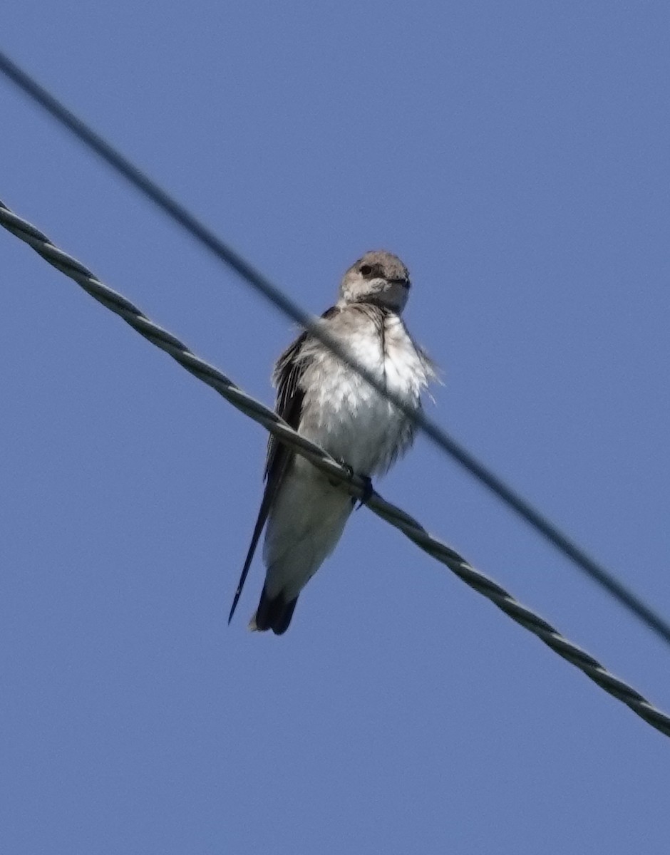 Northern Rough-winged Swallow - Lindsey Schromen-Wawrin