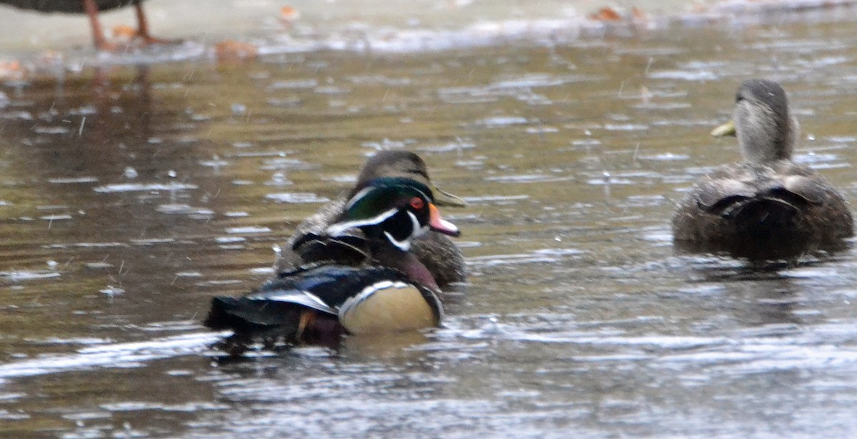 Wood Duck - ML43435021