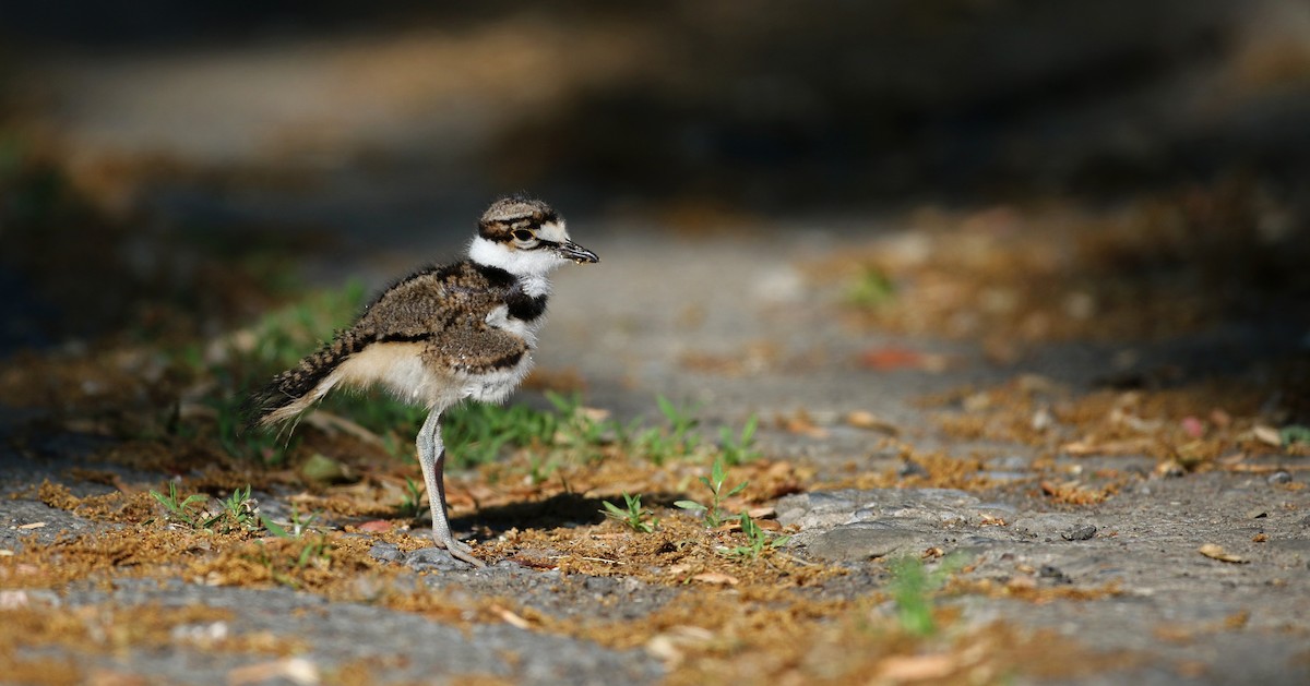 Killdeer - Jay McGowan